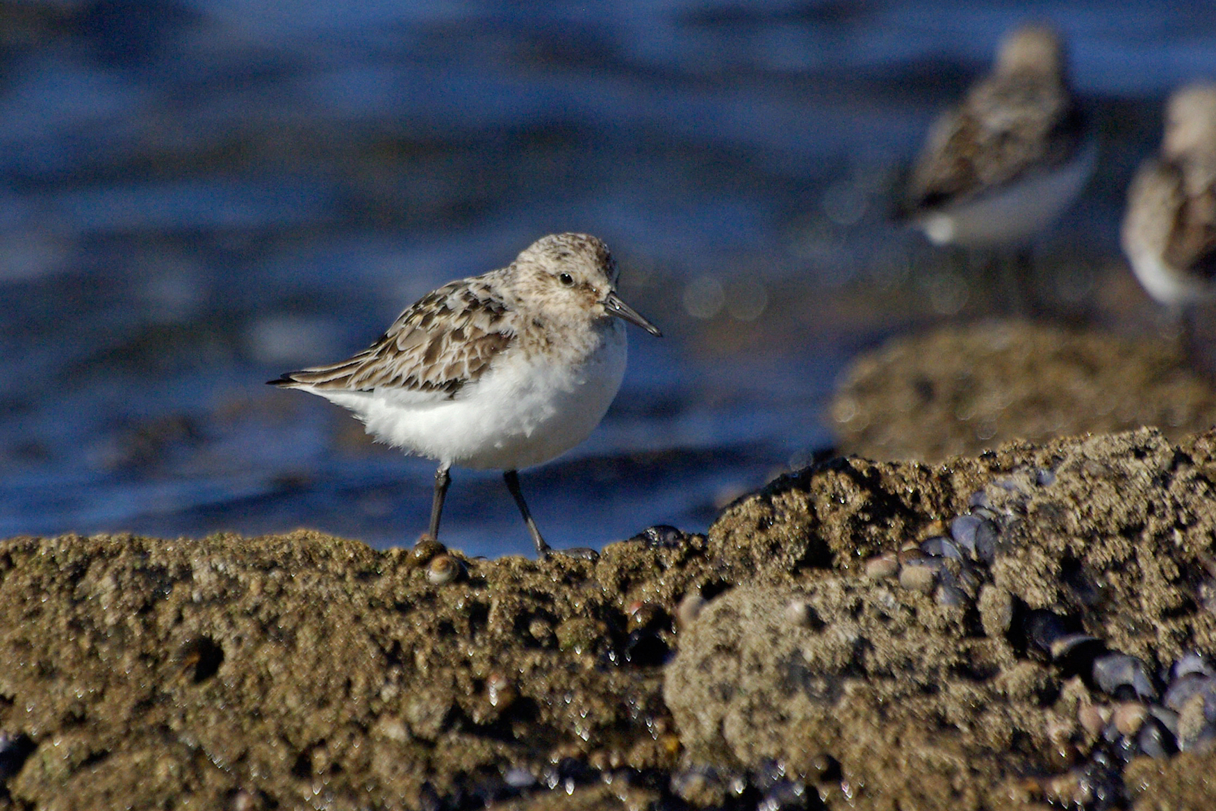 Bécasseau sanderling (Calidris alba)