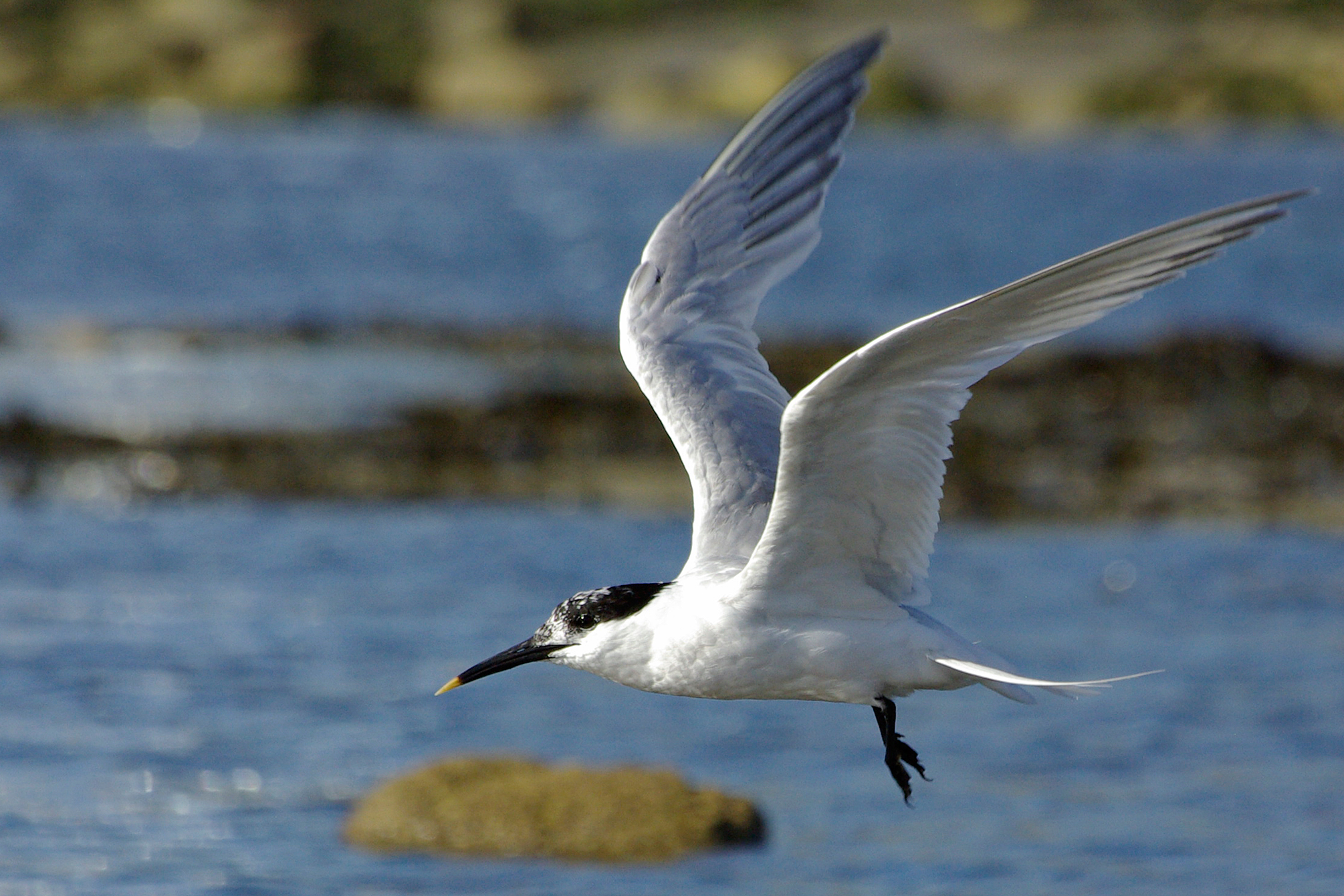 Sterne caugek (Sterna sandvicensis)