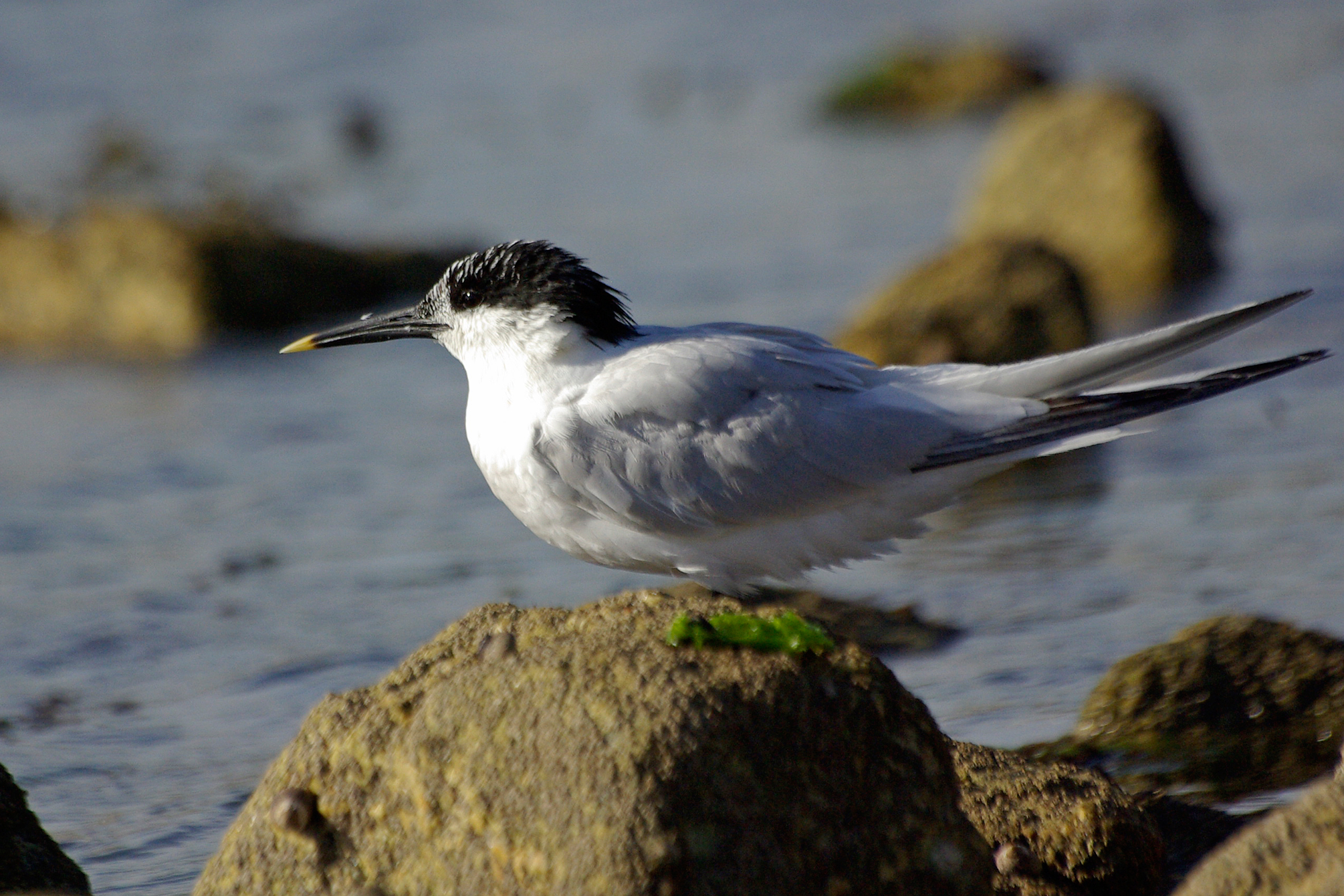 Sterne caugek (Sterna sandvicensis)