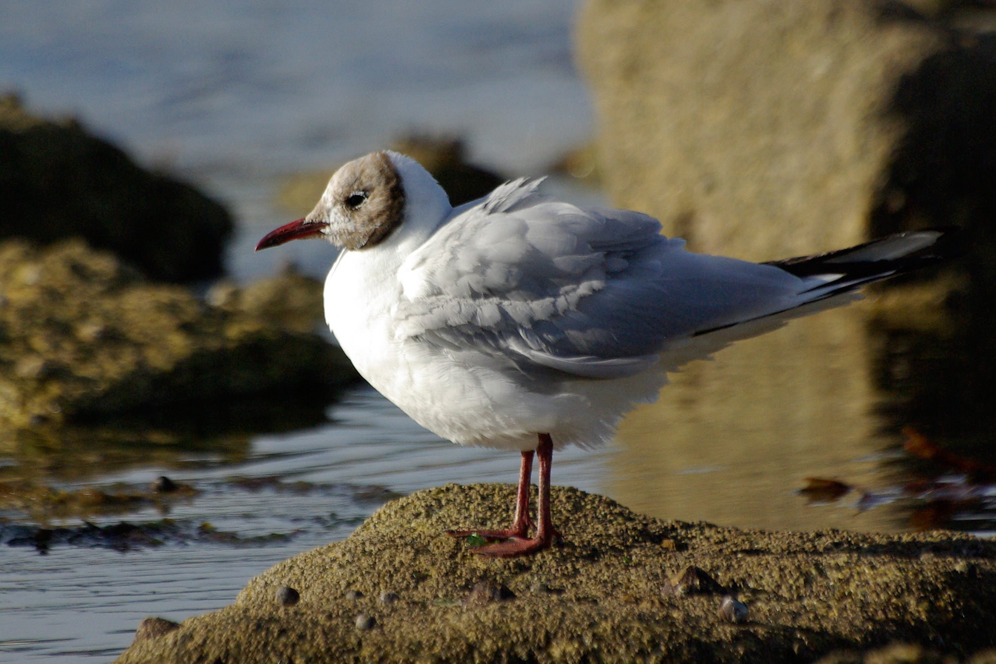 Mouette rieuse (Chroicocephalus ridibundus)