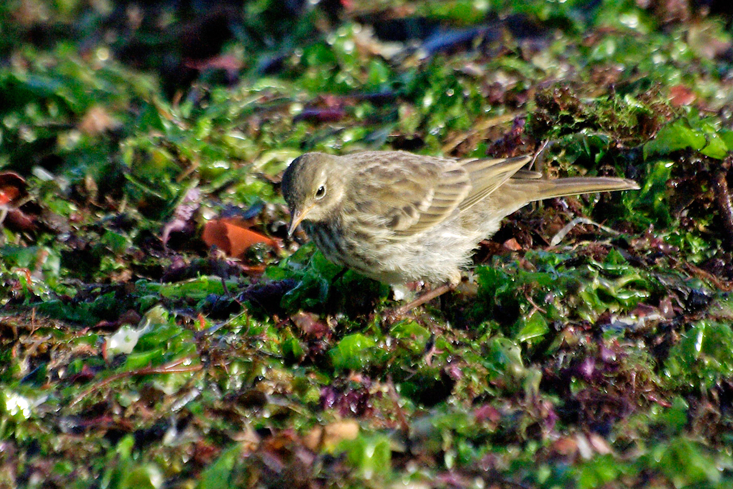 des Pipit maritimes (Anthus petrosus)