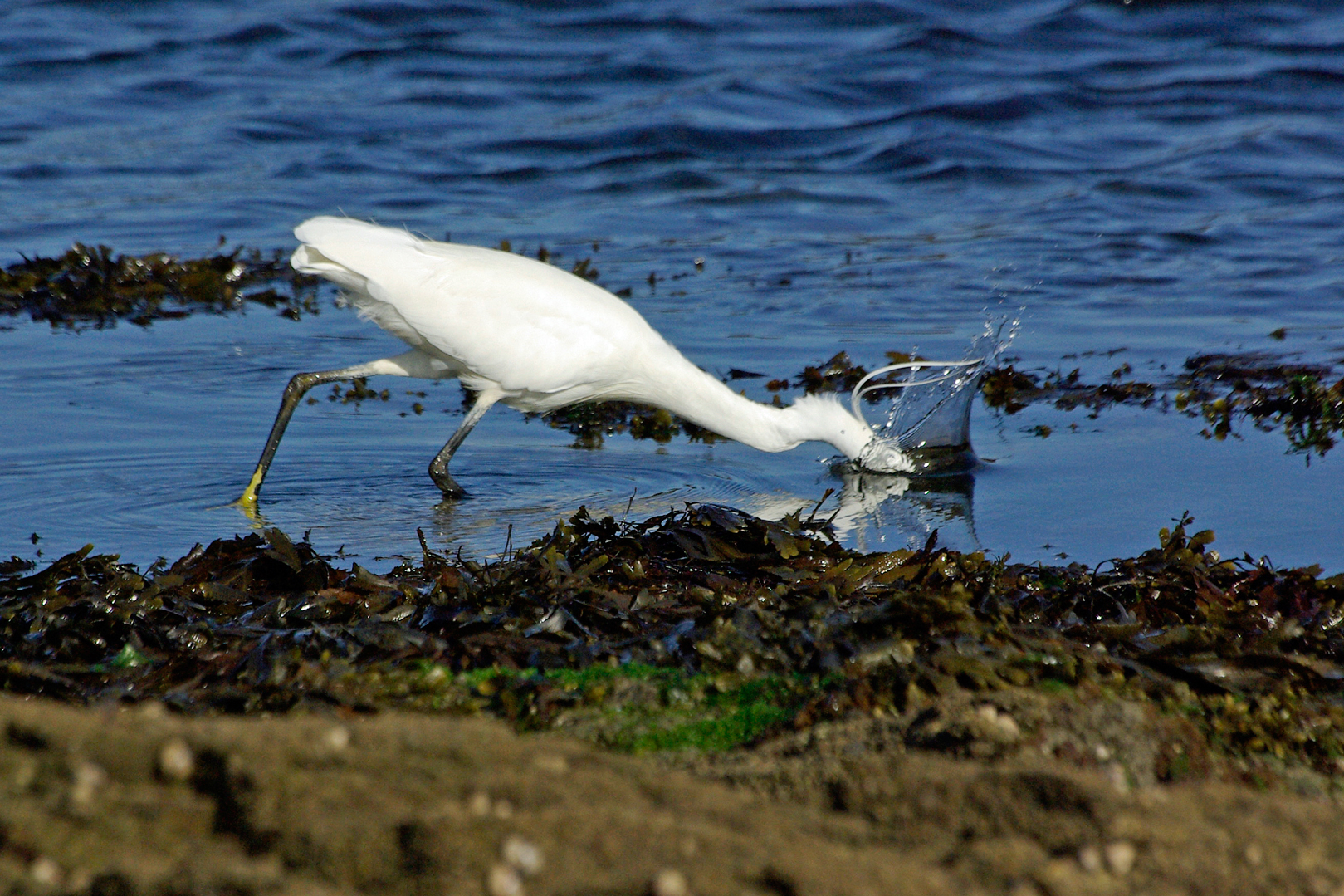 Aigrette garzette (Egretta garzetta)