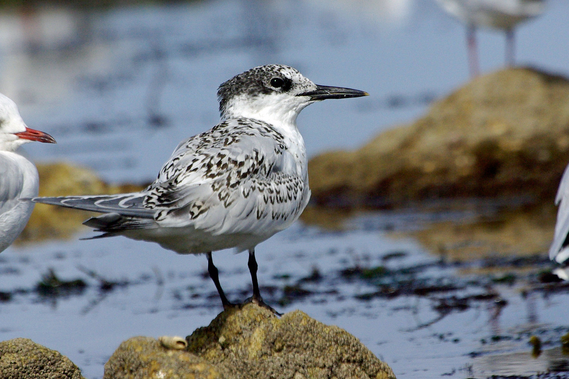 Sterne caugek (Sterna sandvicensis)