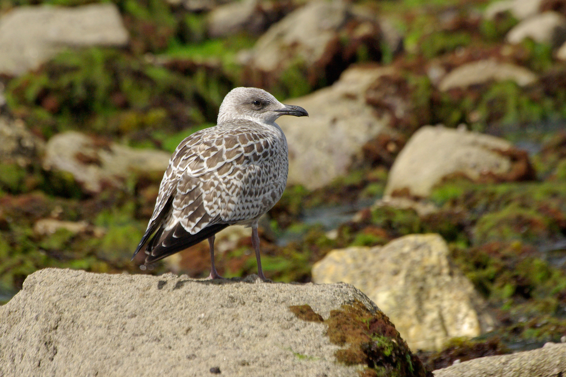 Cliquez pour afficher les informations sur cette espèce Goéland argenté (Larus argentatus)