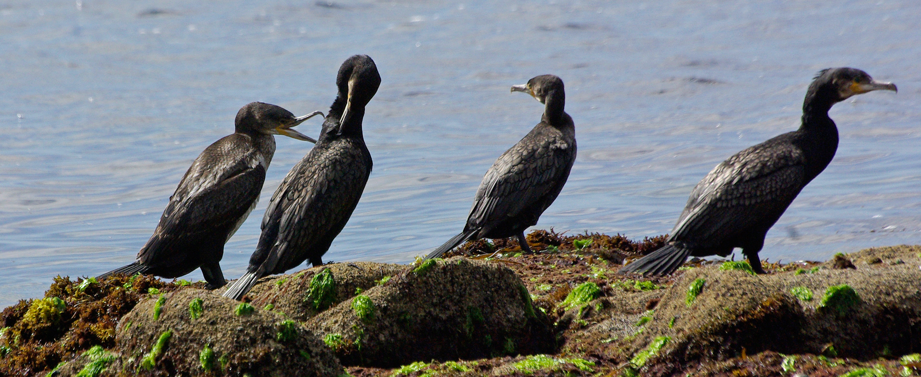 Grands cormorans (Phalacrocorax carbo)