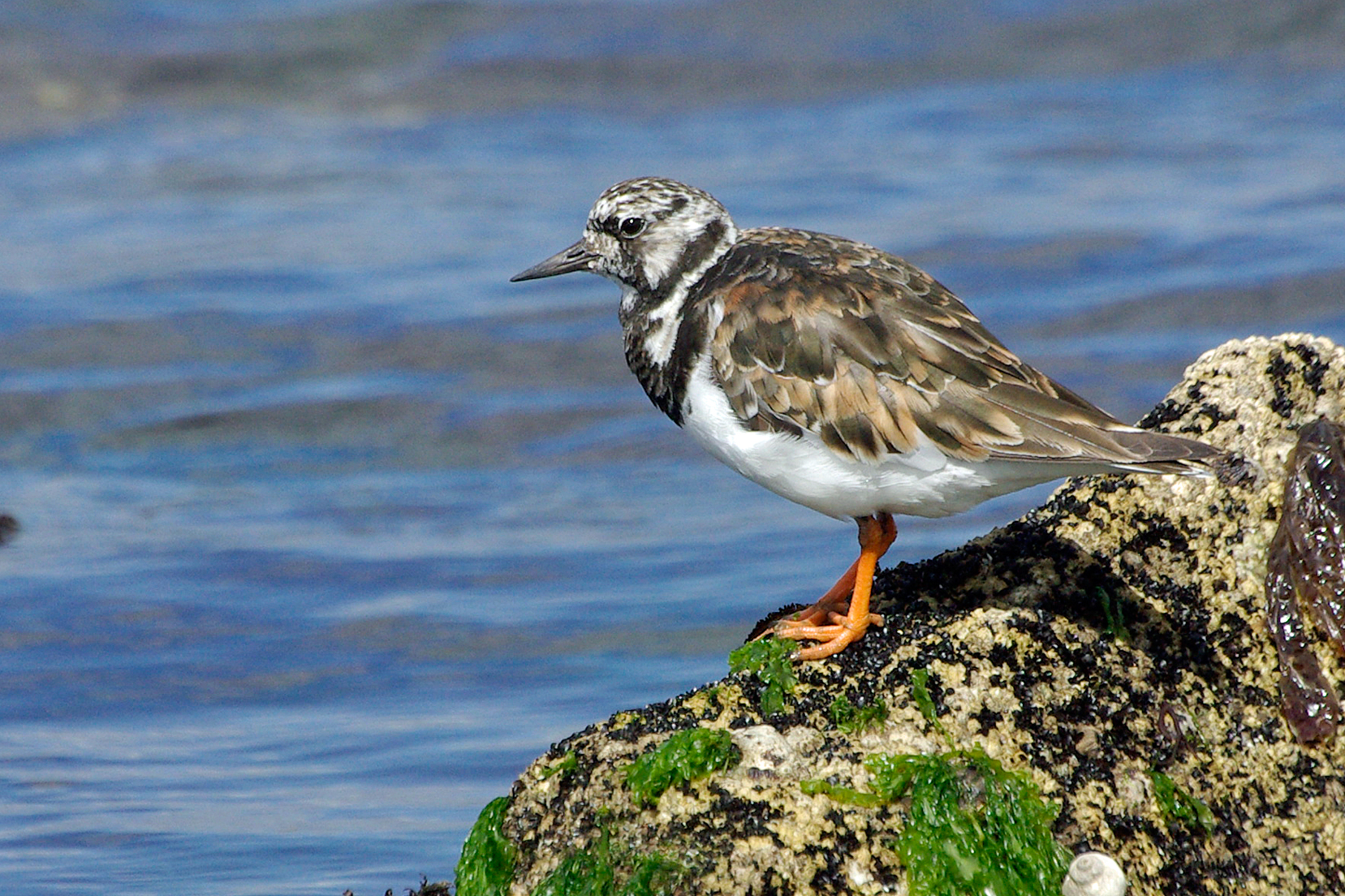 Tournepierre à collier (Arenaria interpres)