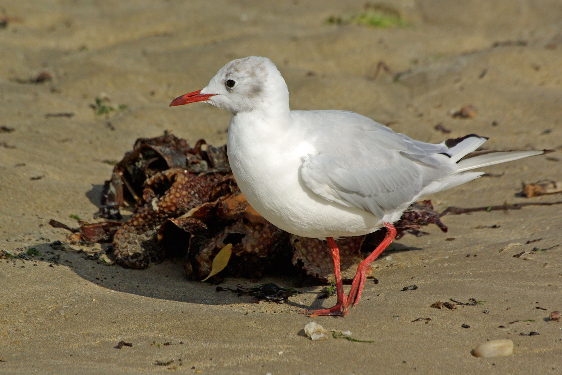 Mouette rieuse (Chroicocephalus ridibundus)