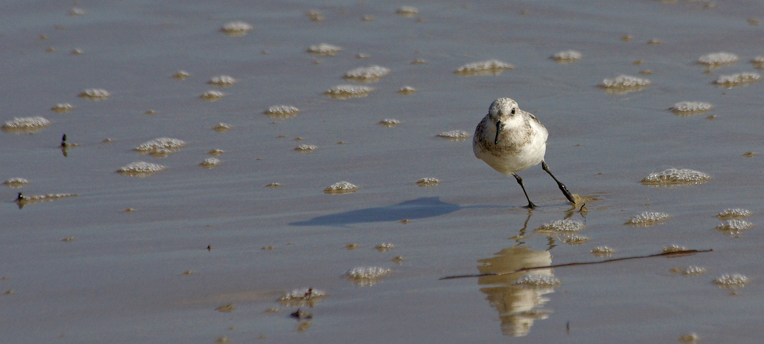 Bécasseau sanderling (Calidris alba)