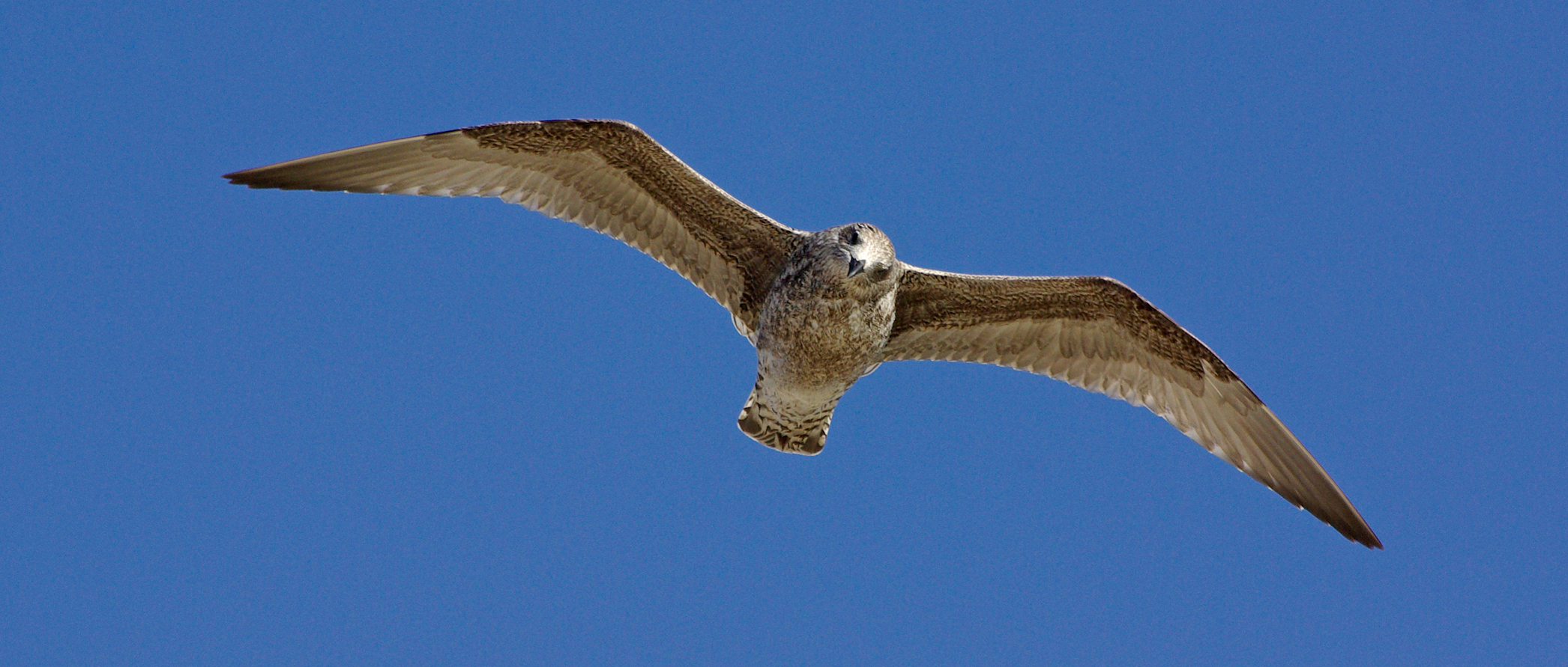 Cliquez pour afficher les informations sur cette espèce Goéland argenté (Larus argentatus)