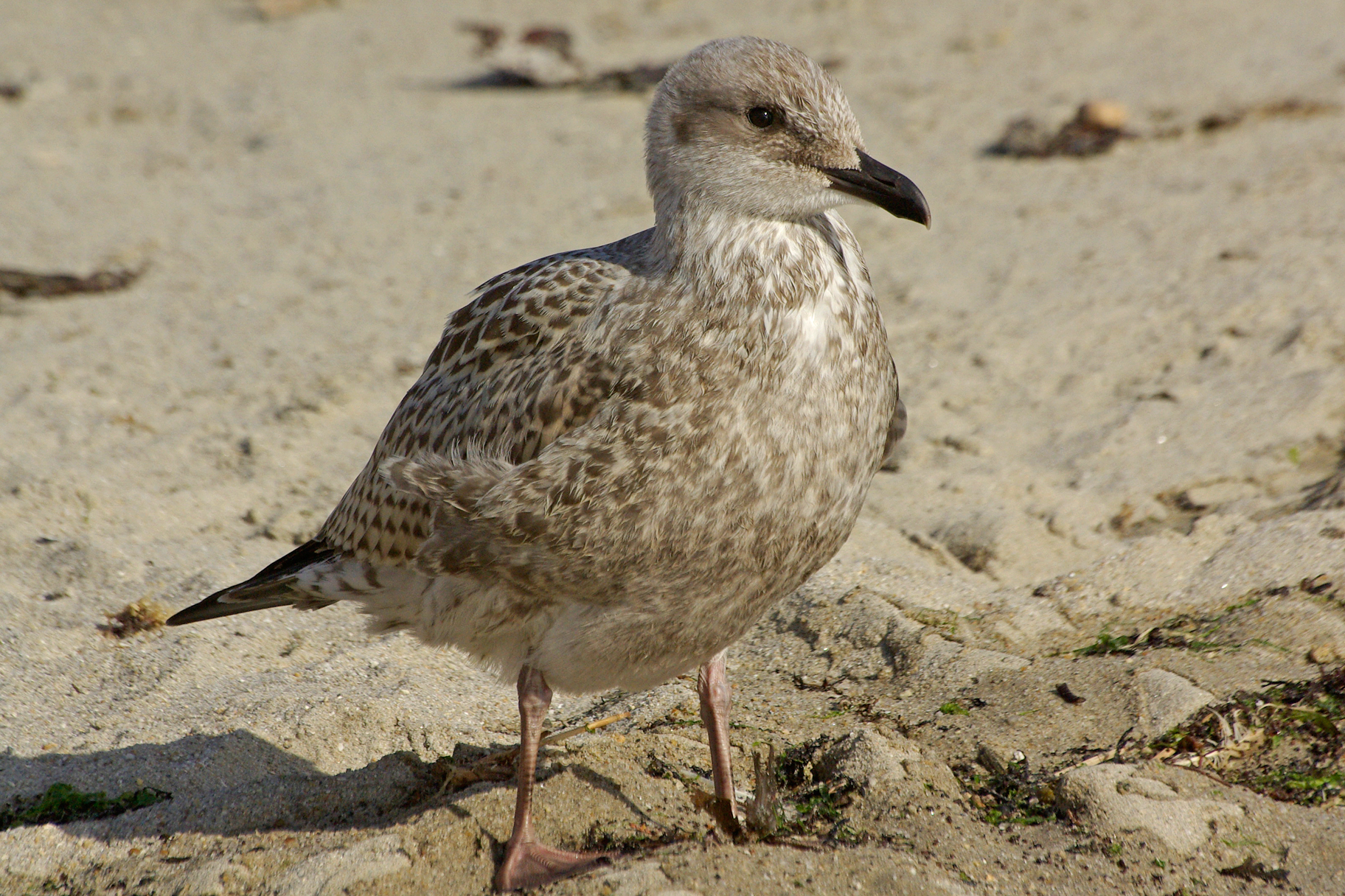 Goéland argenté (Larus argentatus)