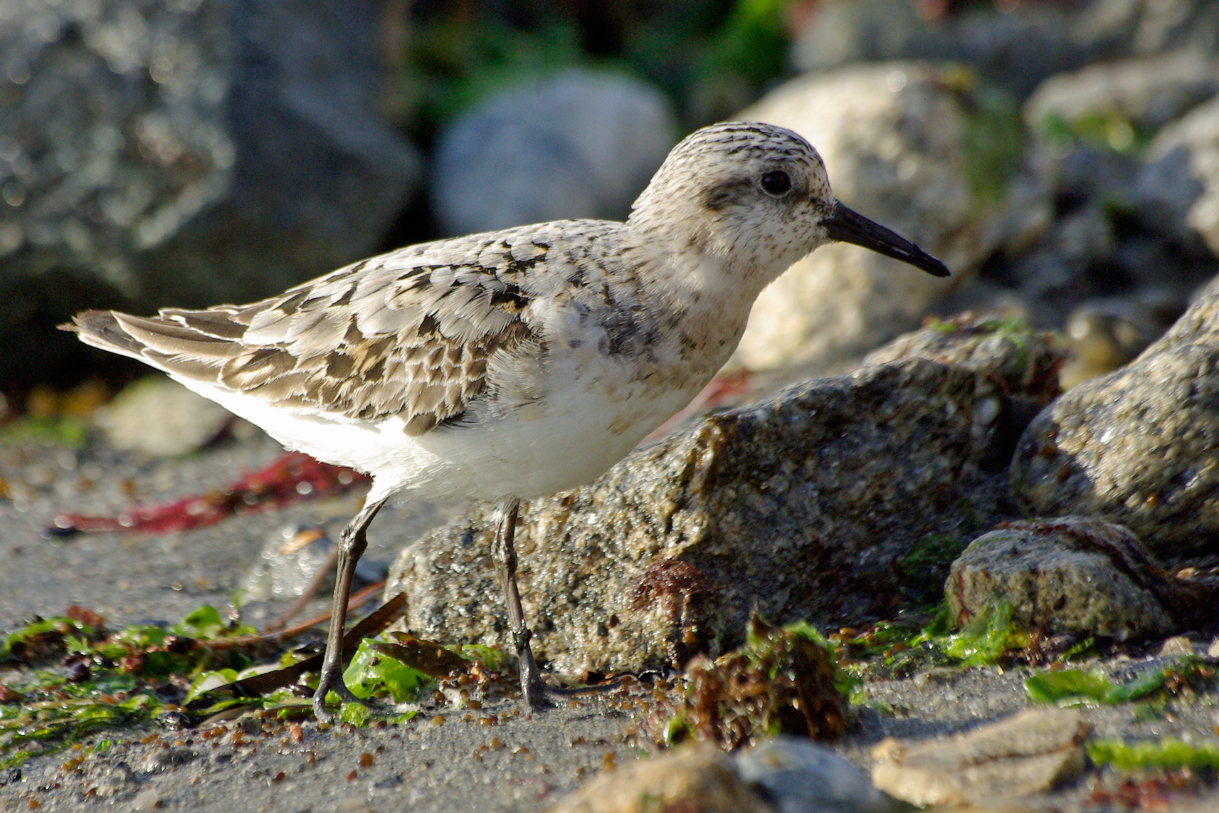 Bécasseau sanderling (Calidris alba)