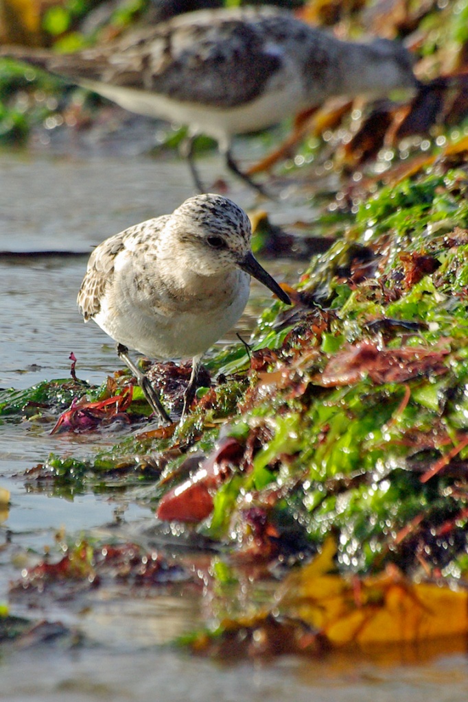 Bécasseau sanderling (Calidris alba)