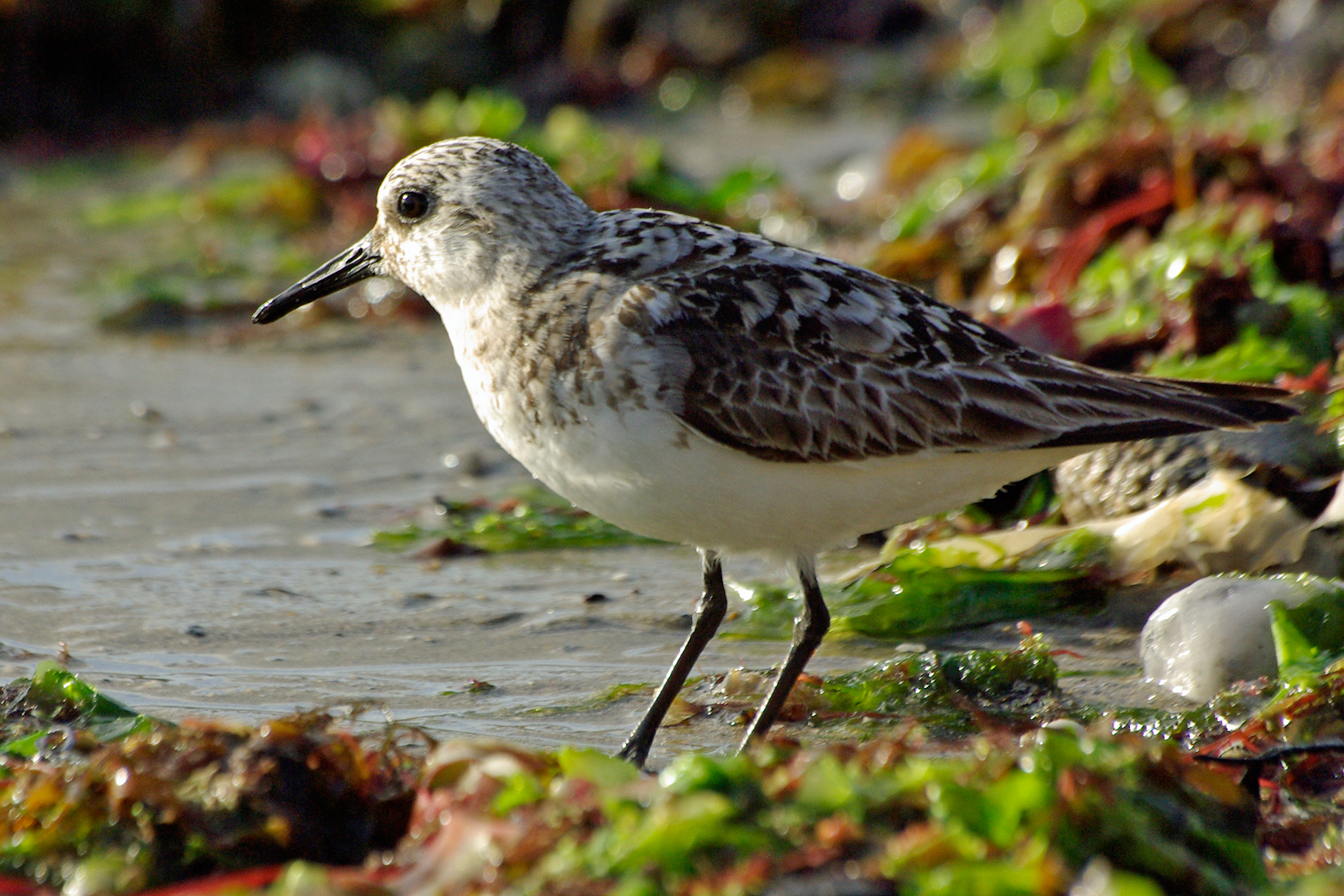 Bécasseau sanderling (Calidris alba)