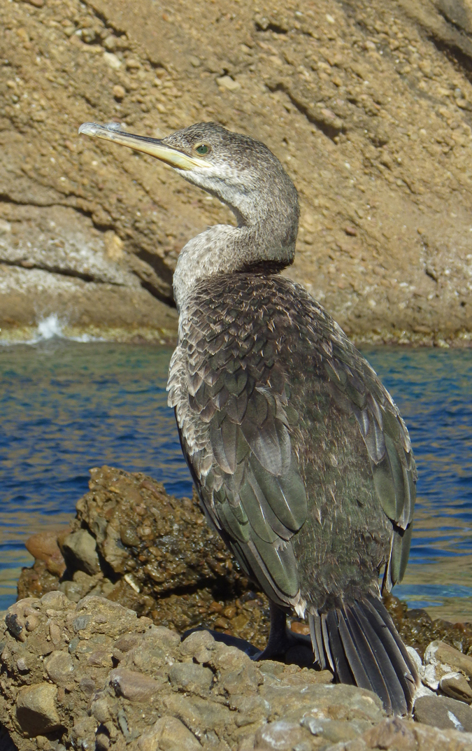 Cormoran huppé de Méditerranée (Phalacrocorax aristotelis desmarestii)