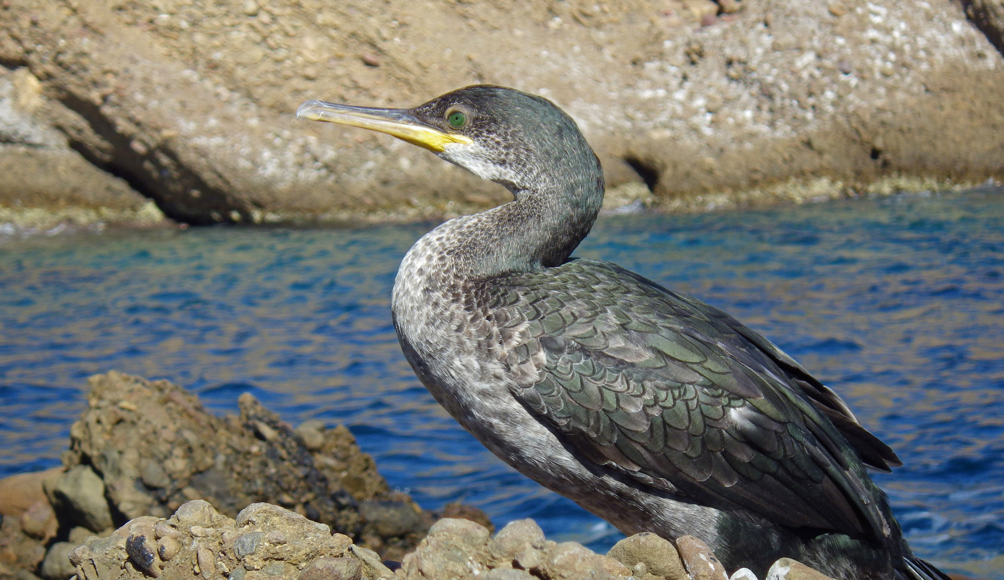 Cormoran huppé de Méditerranée (Phalacrocorax aristotelis desmarestii)