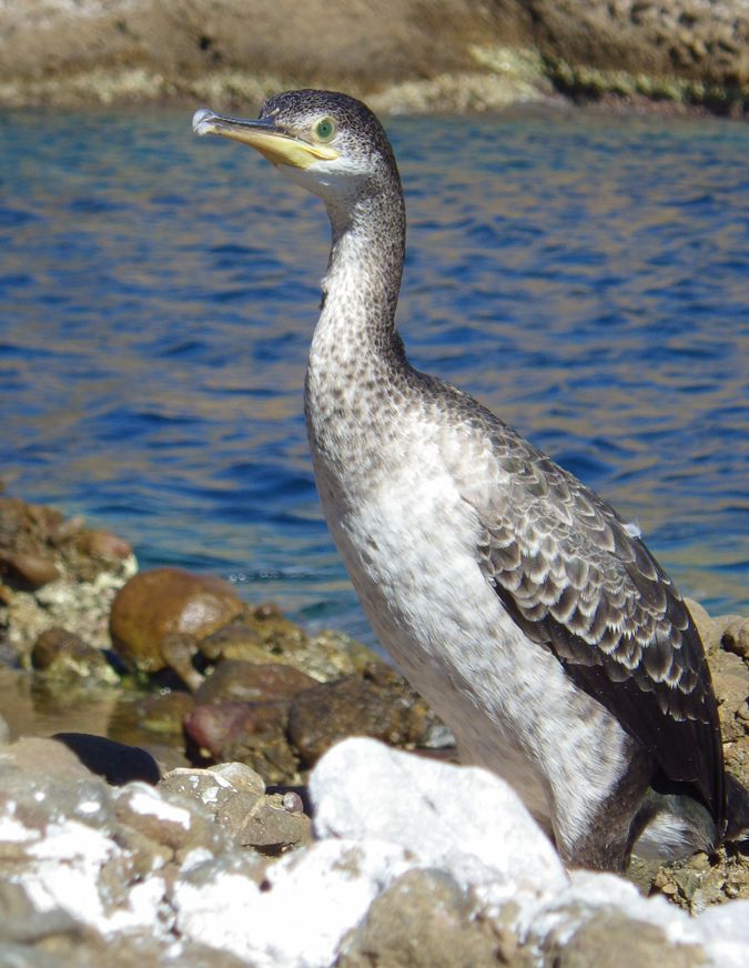 Cormoran huppé de Méditerranée (Phalacrocorax aristotelis desmarestii)