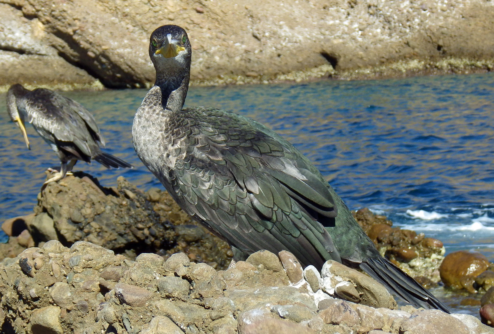Cormoran huppé de Méditerranée (Phalacrocorax aristotelis desmarestii)