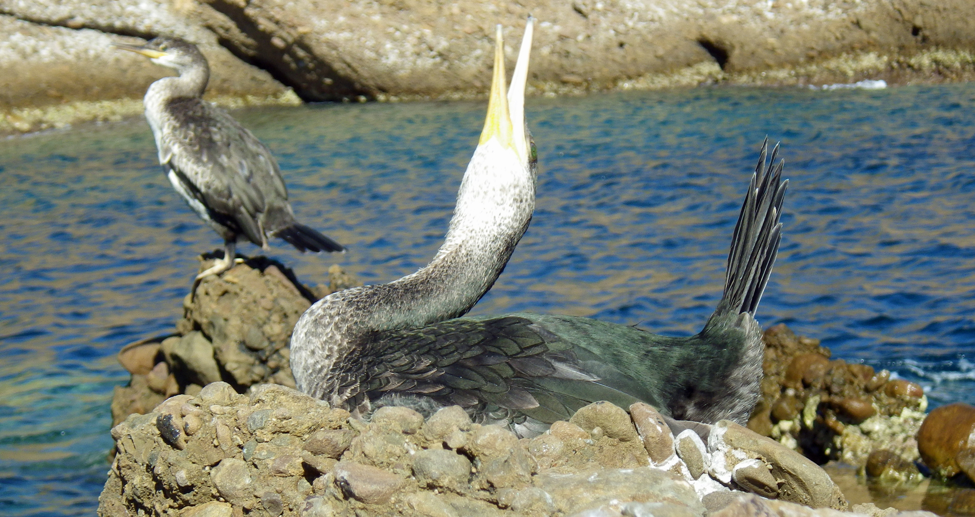 Cormoran huppé de Méditerranée (Phalacrocorax aristotelis desmarestii)