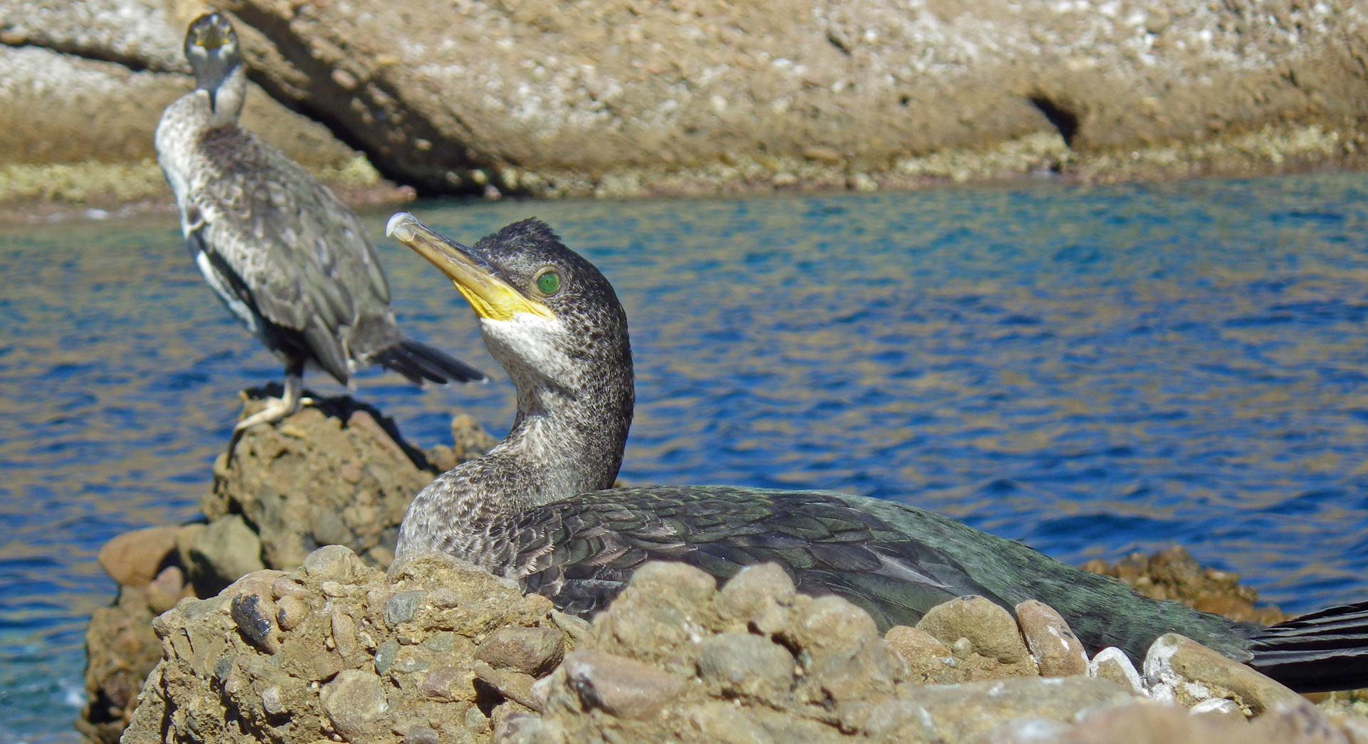 Cormoran huppé de Méditerranée (Phalacrocorax aristotelis desmarestii)