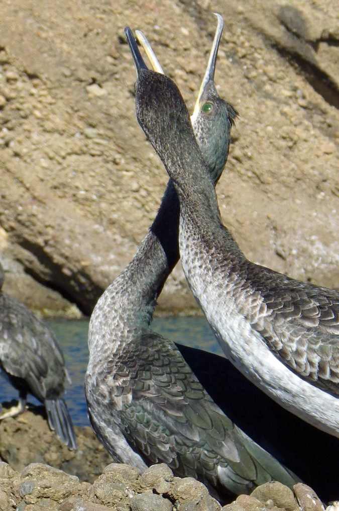 Cormoran huppé de Méditerranée (Phalacrocorax aristotelis desmarestii)