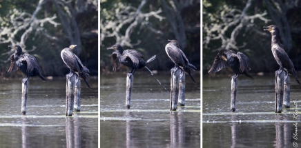 Grand Cormoran (Phalacrocorax carbo)