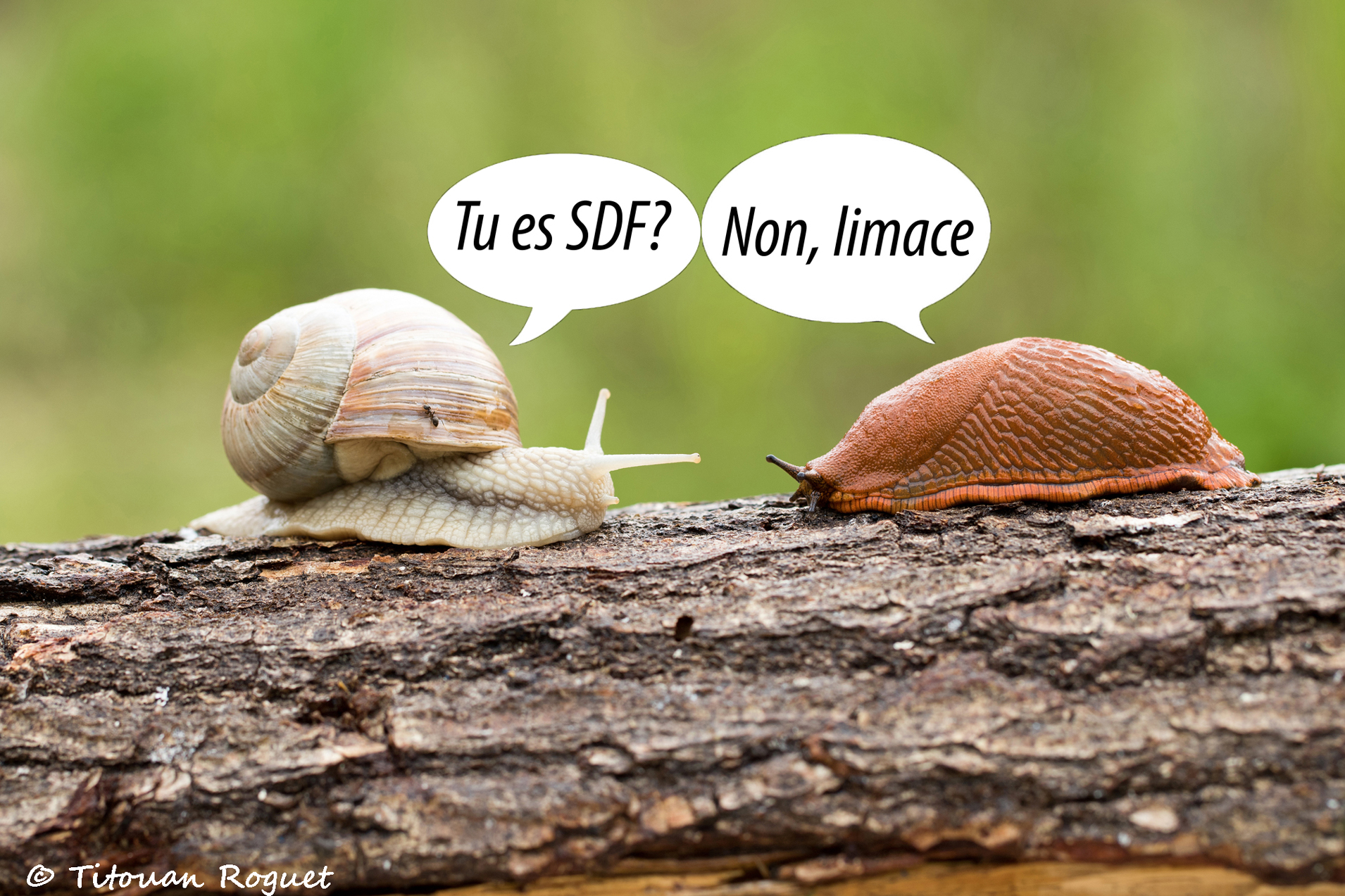 limace-vs-escargot_01