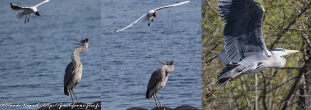 Héron cendré agressé par des mouettes