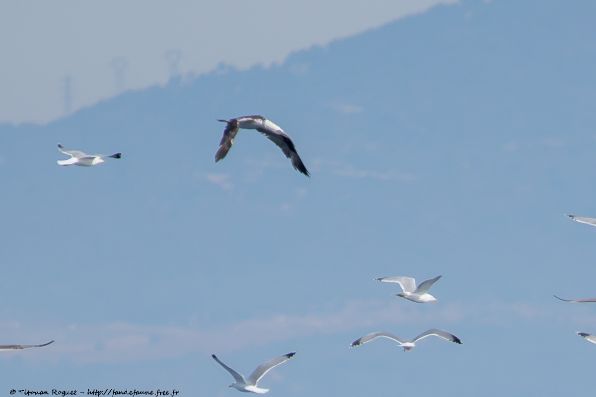Fou de Bassan (Morus bassanus) photographié avec Canon EOS 5D Mark IV + Sigma 150-600mm f/5-6.3 DG OS HSM Sport