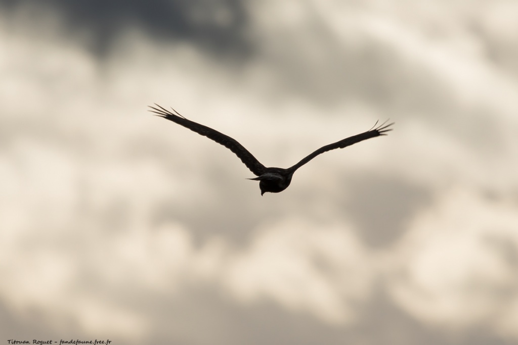 Buse pattue (Buteo lagopus) photographiée avec Canon EOS 5D Mark IV + Sigma 150-600mm f/5-6.3 DG OS HSM Sport