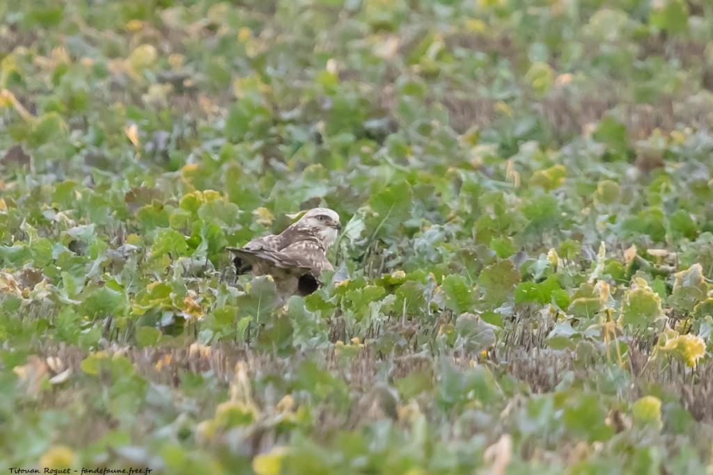 Buse pattue (Buteo lagopus) photographiée avec Canon EOS 5D Mark IV + Sigma 150-600mm f/5-6.3 DG OS HSM Sport