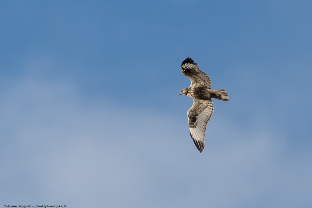 Buse pattue (Buteo lagopus) photographiée avec Canon EOS 5D Mark IV + Sigma 150-600mm f/5-6.3 DG OS HSM Sport