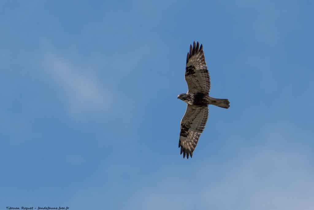 Buse pattue (Buteo lagopus) photographiée avec Canon EOS 5D Mark IV + Sigma 150-600mm f/5-6.3 DG OS HSM Sport