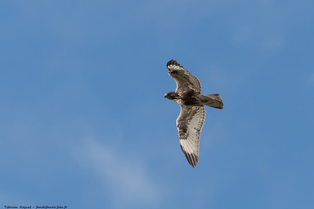 Buse pattue (Buteo lagopus) photographiée avec Canon EOS 5D Mark IV + Sigma 150-600mm f/5-6.3 DG OS HSM Sport