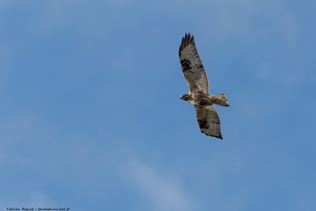 Buse pattue (Buteo lagopus) photographiée avec Canon EOS 5D Mark IV + Sigma 150-600mm f/5-6.3 DG OS HSM Sport