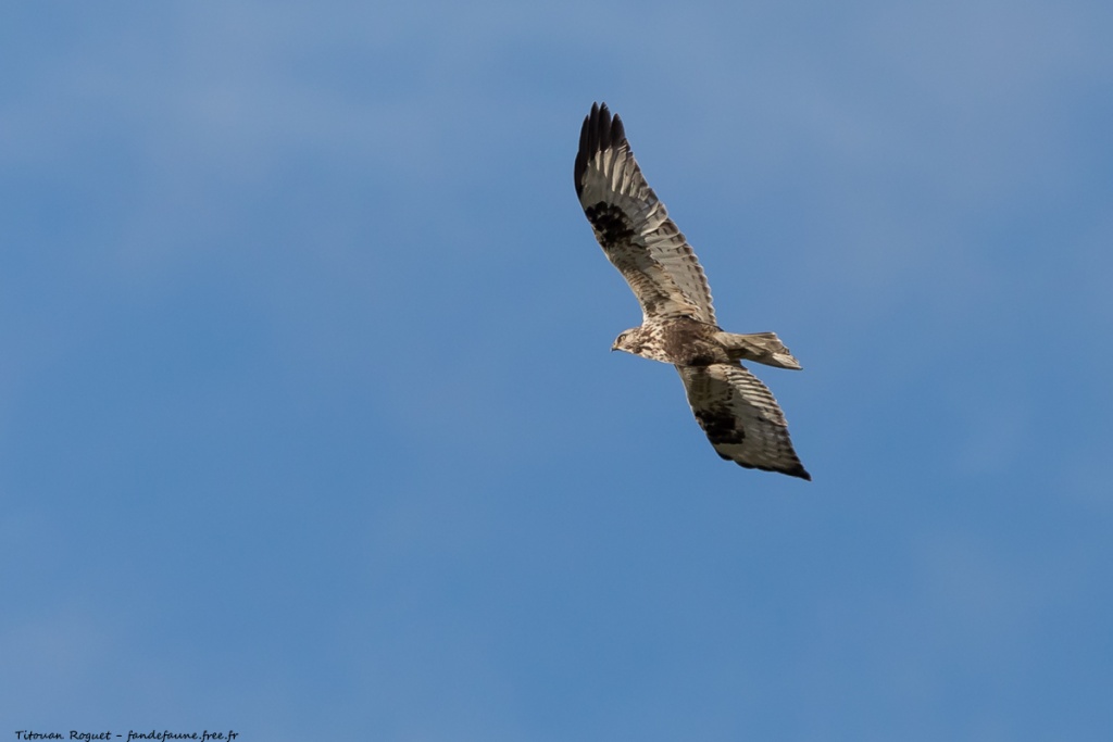 Buse pattue (Buteo lagopus) photographiée avec Canon EOS 5D Mark IV + Sigma 150-600mm f/5-6.3 DG OS HSM Sport