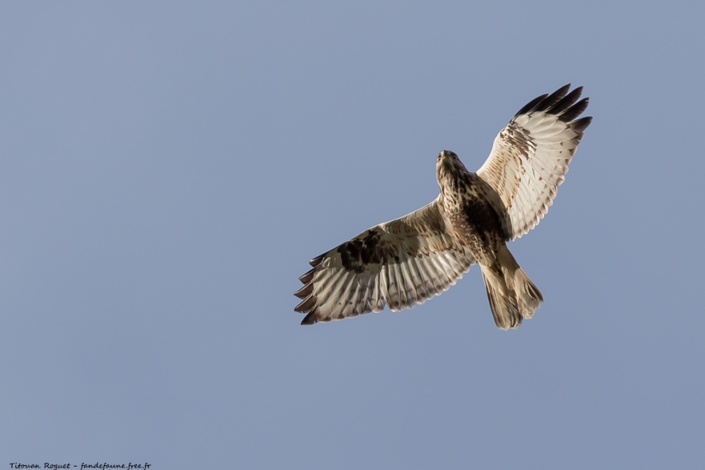Buse pattue (Buteo lagopus) photographiée avec Canon EOS 5D Mark IV + Sigma 150-600mm f/5-6.3 DG OS HSM Sport