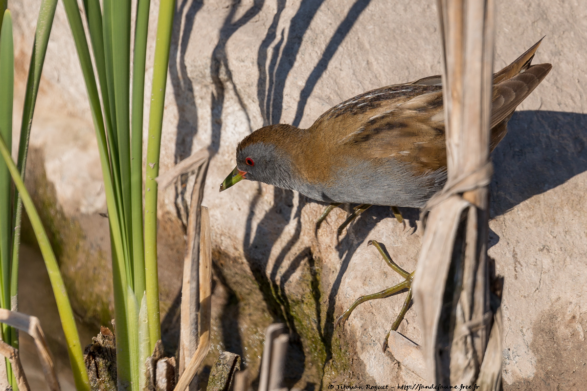 Marouette poussin (Porzana parva) photographiée avec Canon EOS 5D Mark IV + Sigma 150-600mm f/5-6.3 DG OS HSM Sport