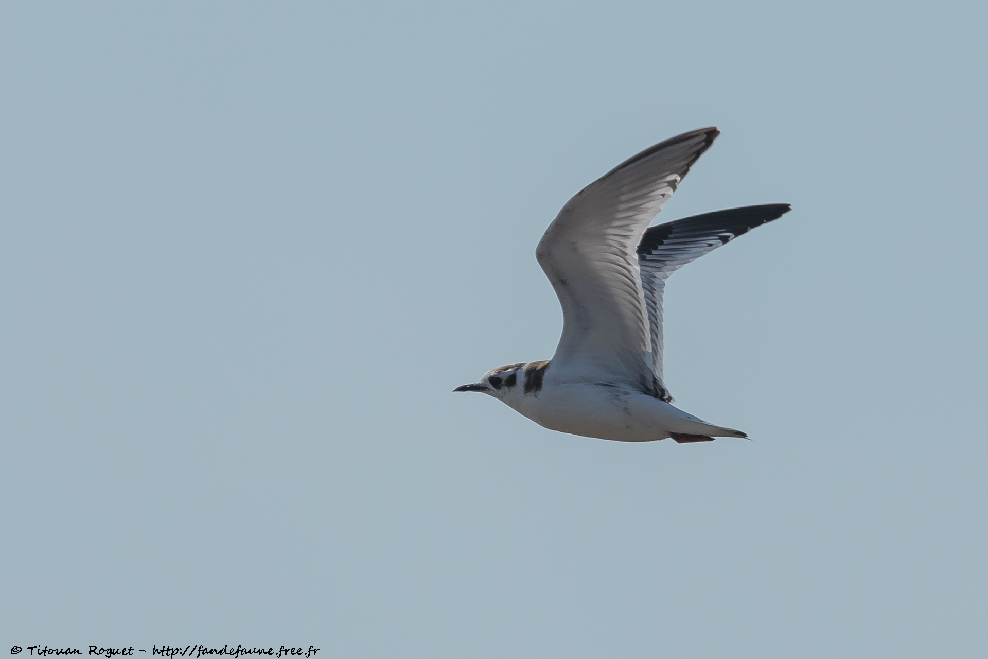 Mouette pygmée (Hydrocoloeus minutus) photographiée avec Canon EOS 5D Mark IV + Sigma 150-600mm f/5-6.3 DG OS HSM Sport