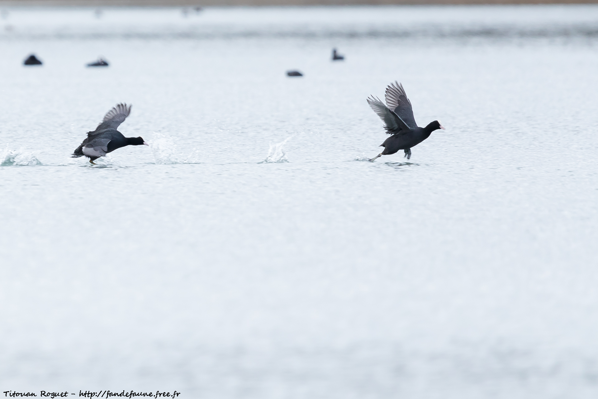 Foulque macroule (Fulica atra) photographiée avec Canon EOS 5D Mark IV + Sigma 150-600mm f/5-6.3 DG OS HSM Sport