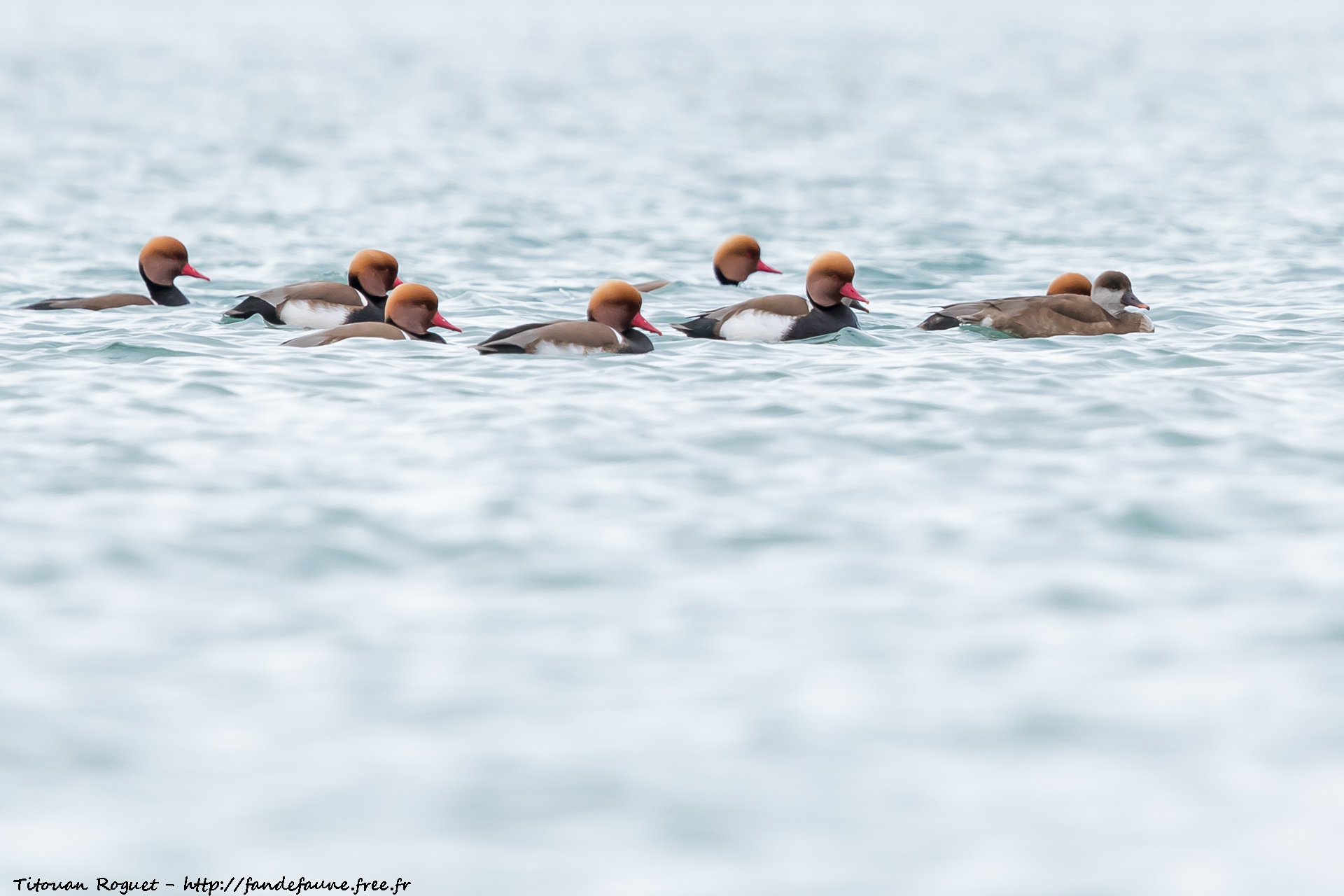 Nette rousse (Netta rufina) photographiée avec Canon EOS 5D Mark IV + Sigma 150-600mm f/5-6.3 DG OS HSM Sport