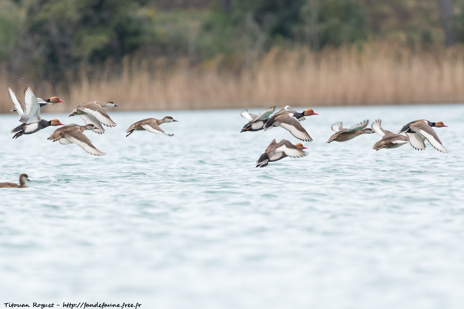 Nette rousse (Netta rufina) photographiée avec Canon EOS 5D Mark IV + Sigma 150-600mm f/5-6.3 DG OS HSM Sport