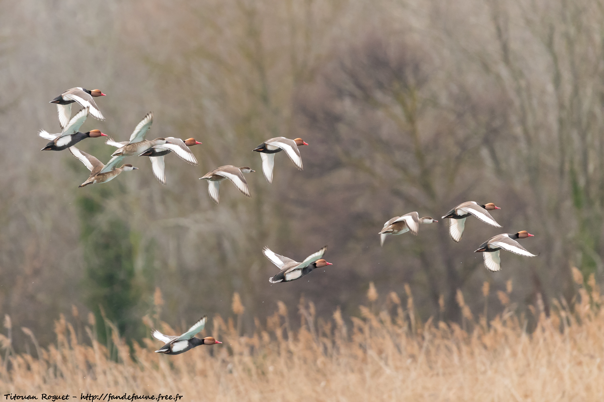 Nette rousse (Netta rufina) photographiée avec Canon EOS 5D Mark IV + Sigma 150-600mm f/5-6.3 DG OS HSM Sport