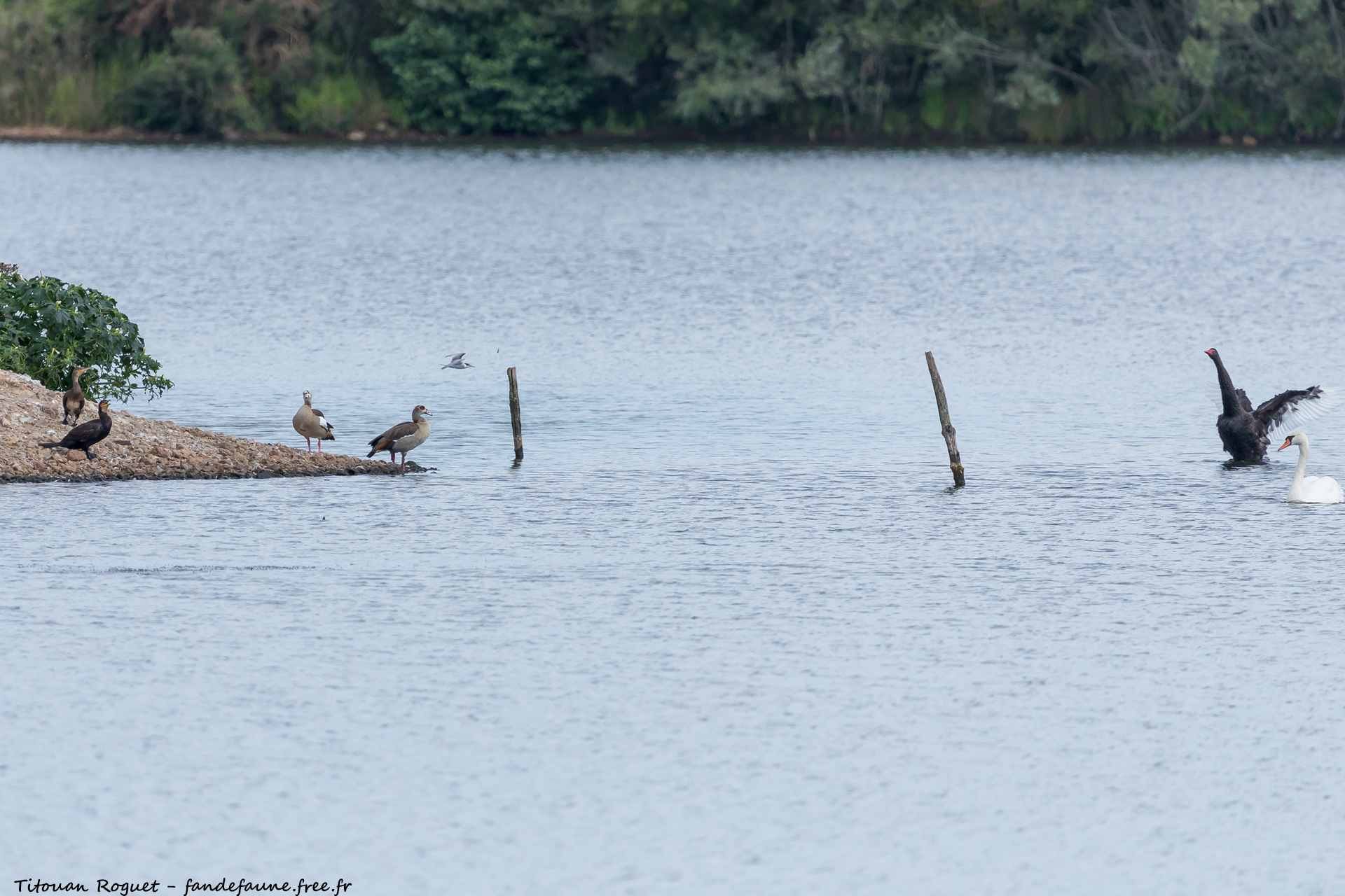 Ouette d'Egypte (Alopochen aegyptiaca) photographiée avec Canon EOS 5D Mark IV + Sigma 150-600mm f/5-6.3 DG OS HSM Sport