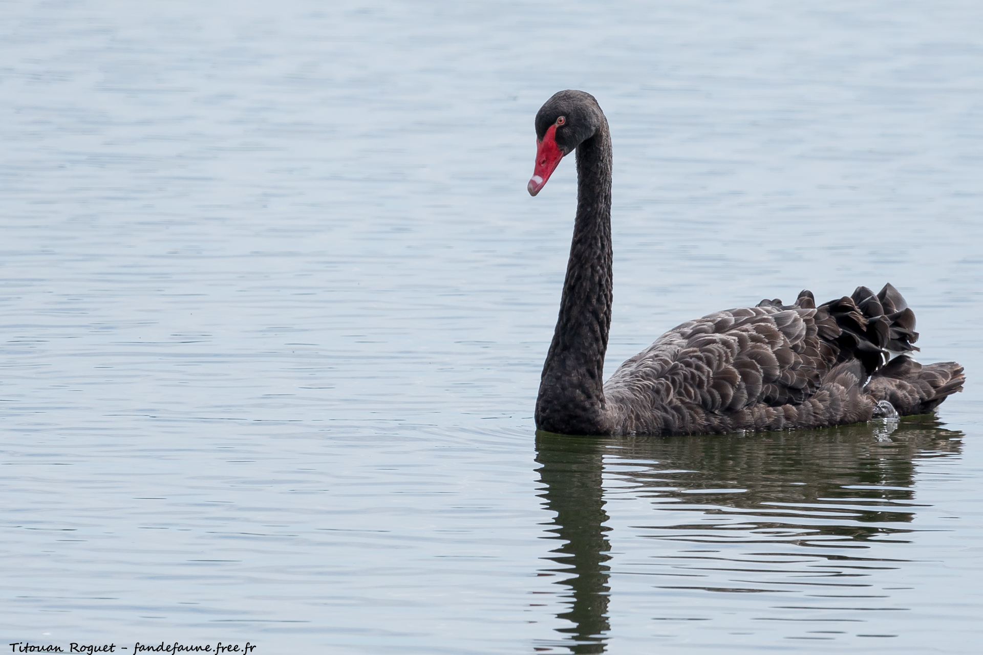 Cygne noir (Cygnus atratus) photographié avec Canon EOS 5D Mark IV + Sigma 150-600mm f/5-6.3 DG OS HSM Sport