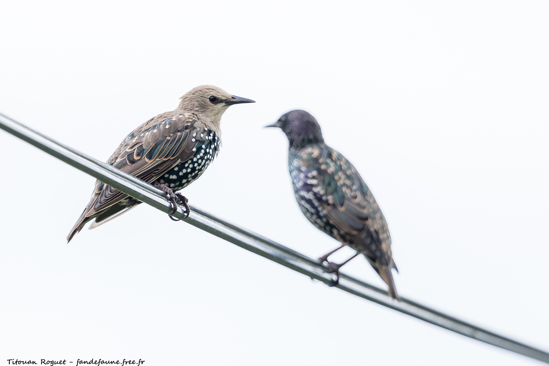Étourneau sansonnet (Sturnus vulgaris) photographié avec Canon EOS 5D Mark IV + Sigma 150-600mm f/5-6.3 DG OS HSM Sport