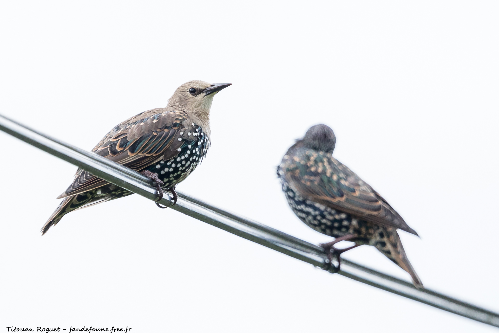 Étourneau sansonnet (Sturnus vulgaris) photographié avec Canon EOS 5D Mark IV + Sigma 150-600mm f/5-6.3 DG OS HSM Sport