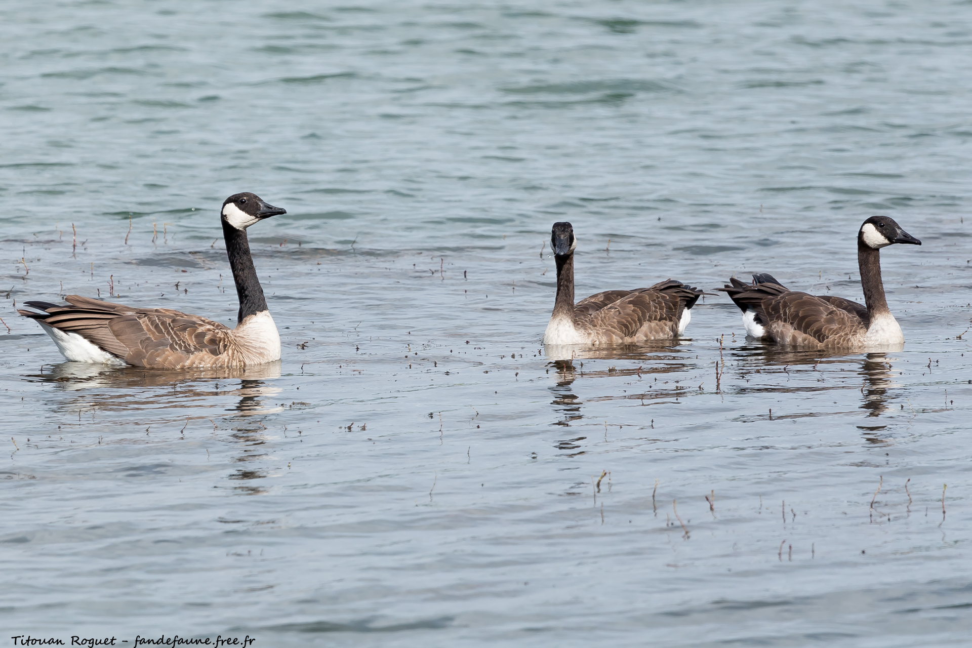 Bernache du Canada (Branta canadensis) photographiée avec Canon EOS 5D Mark IV + Sigma 150-600mm f/5-6.3 DG OS HSM Sport