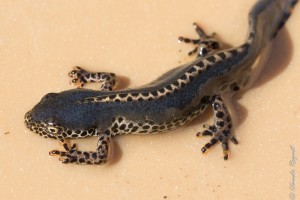 Triton alpestre (Ichthyosaura alpestris) - Alpine newt