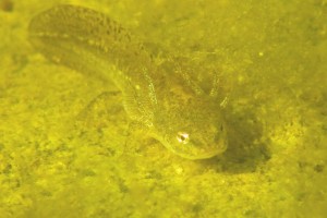 Triton palmé (Lissotriton helveticus) - Palmate newt