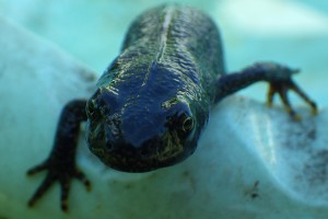 Triton crêté (Triturus cristatus) - Northern crested newt
